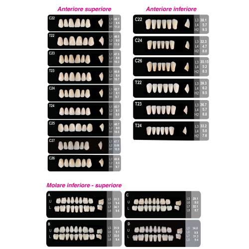 Denti in resina 4 strati - molari superiori / taglia L